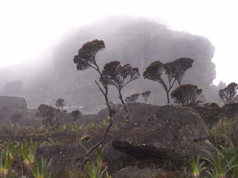 mist
and trees on top of roraima